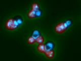 Proliferating organism